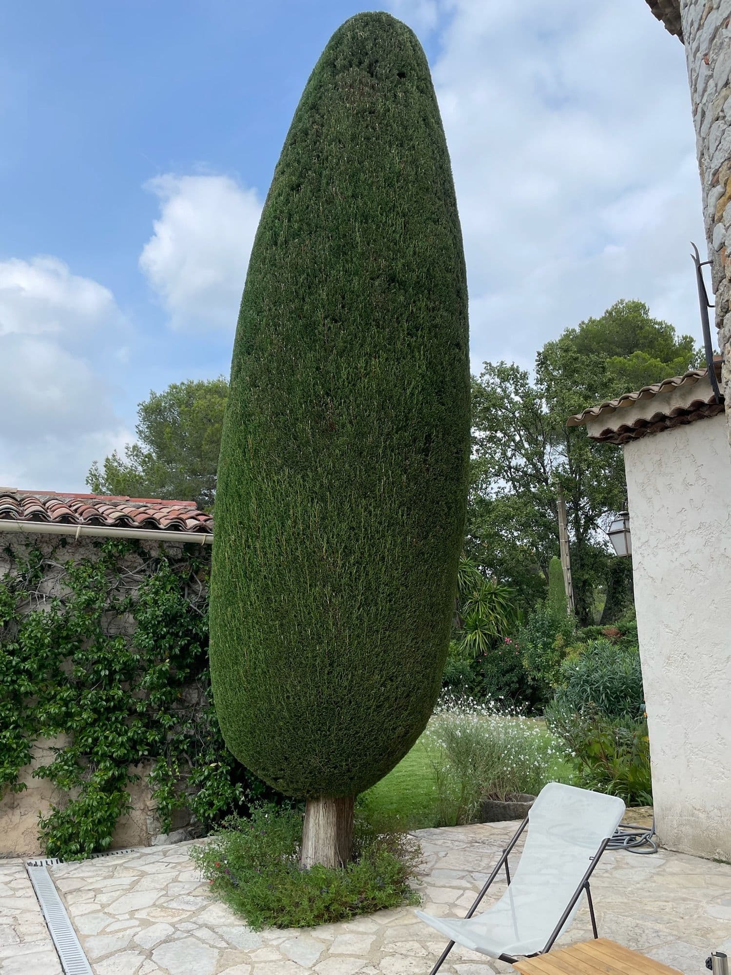Taille de cyprès en fuseau jardin méditerranéen Grasse